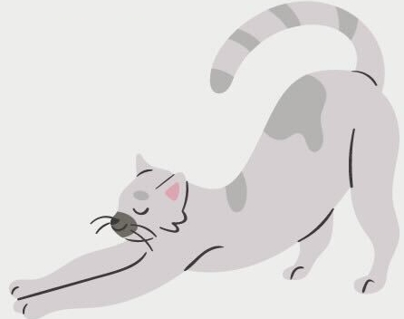 Gato